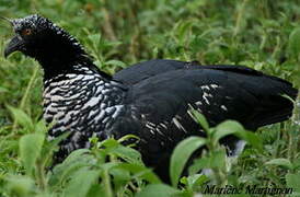 Horned Screamer