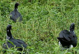 Horned Screamer