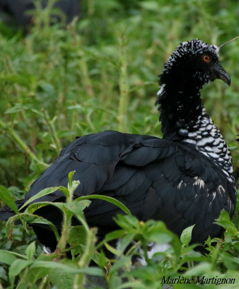 Horned Screamer, identification