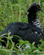 Horned Screamer