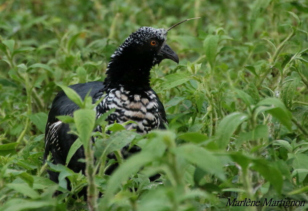 Horned Screamer, identification