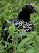 Horned Screamer