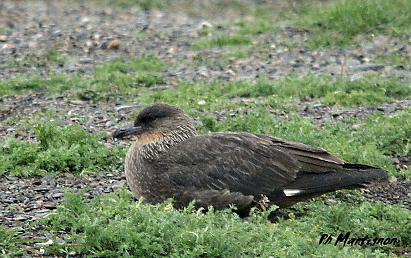 Chilean Skua