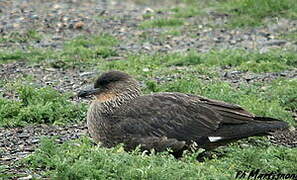 Chilean Skua