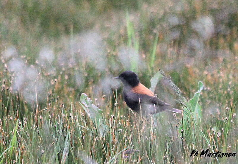 Austral Negrito male