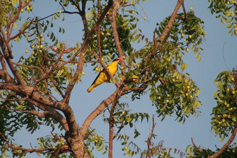 Loriot de Chine, identification, régime