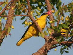 Black-naped Oriole