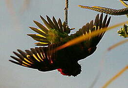 Coconut Lorikeet