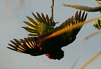 Loriquet à tête bleue