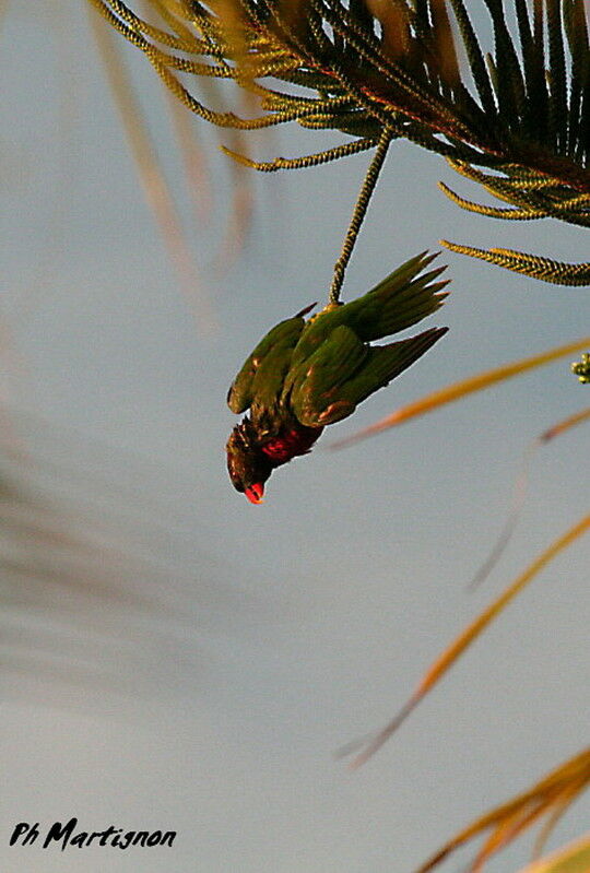 Coconut Lorikeet, Behaviour