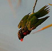 Coconut Lorikeet