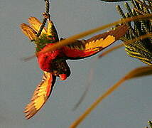 Coconut Lorikeet