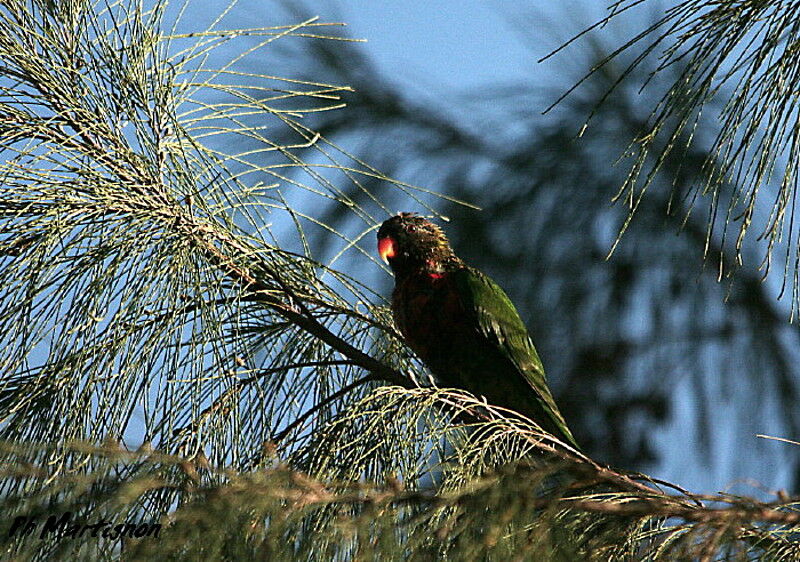 Coconut Lorikeet