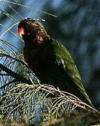 Coconut Lorikeet