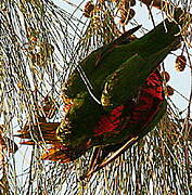 Coconut Lorikeet