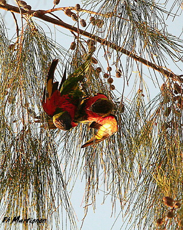 Coconut Lorikeet, Behaviour