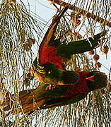 Coconut Lorikeet