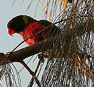 Coconut Lorikeet