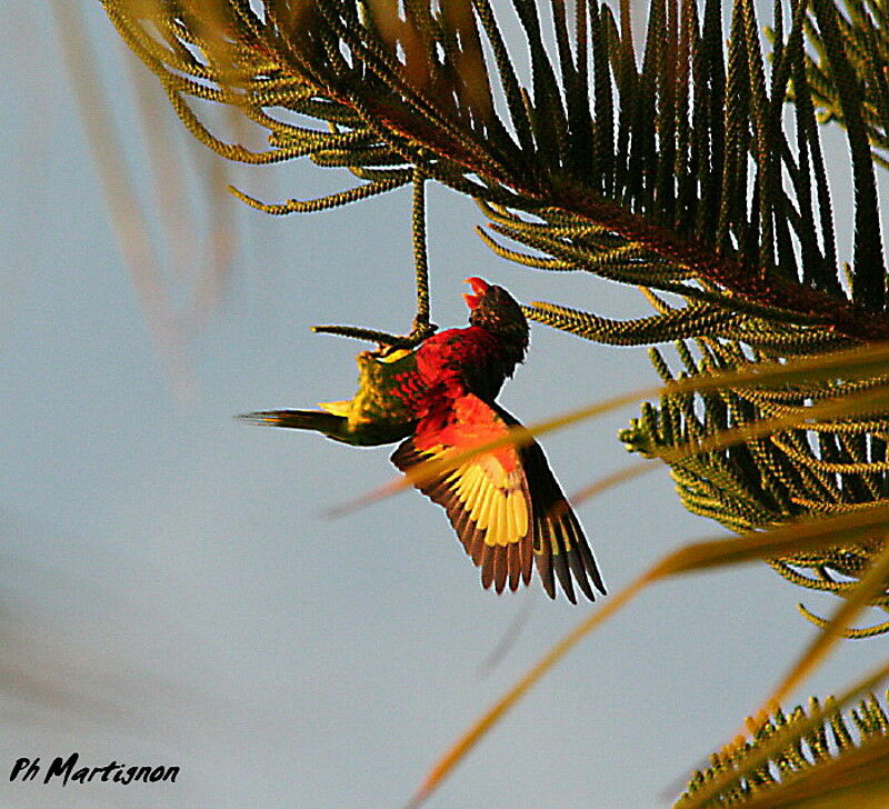 Coconut Lorikeet, Behaviour