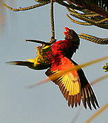 Coconut Lorikeet