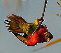 Coconut Lorikeet