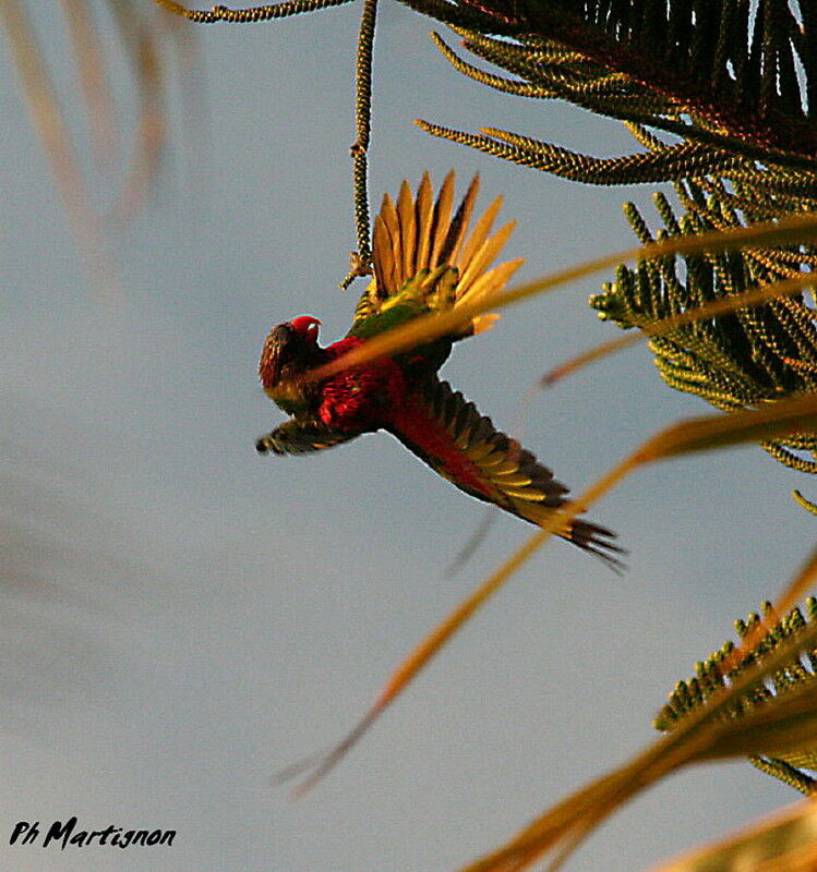 Coconut Lorikeet, Behaviour