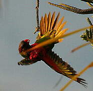 Coconut Lorikeet