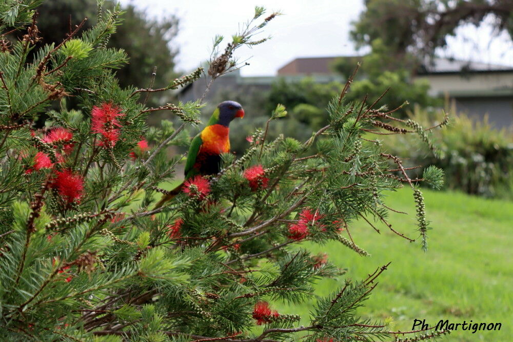 Rainbow Lorikeet
