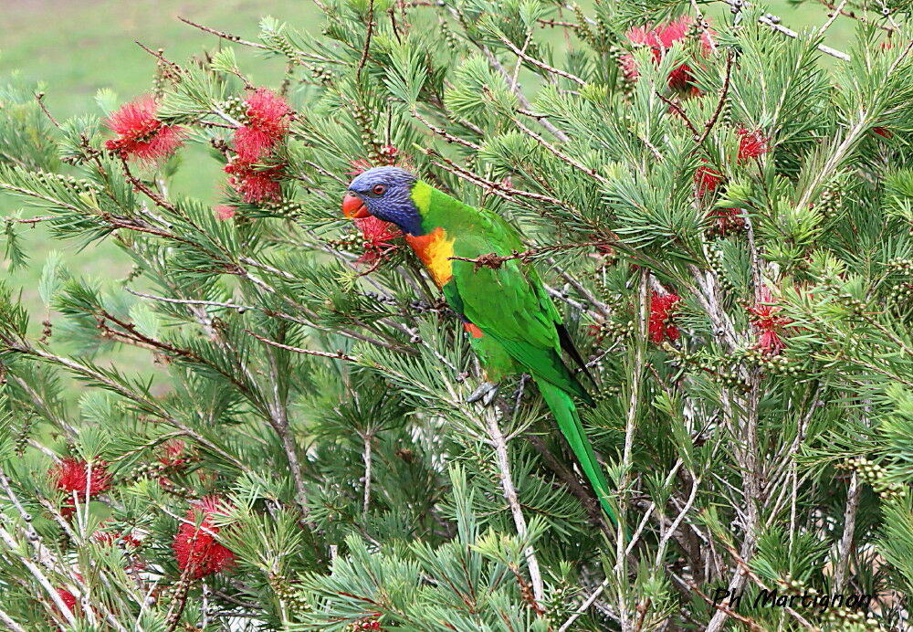 Loriquet de Swainson