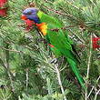 Loriquet de Swainson