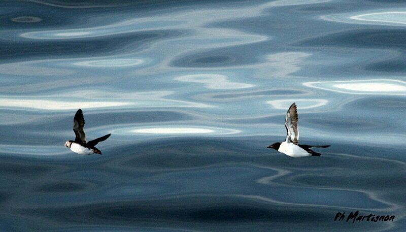 Atlantic Puffin, Flight