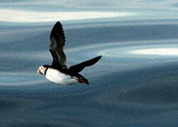 Atlantic Puffin