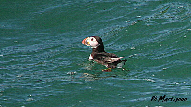 Atlantic Puffin, identification