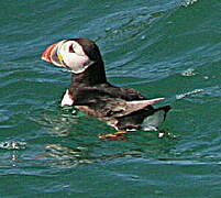 Atlantic Puffin