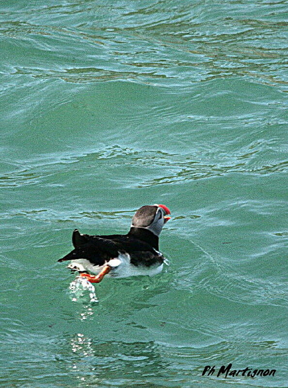 Atlantic Puffin, identification