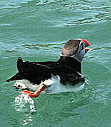 Atlantic Puffin