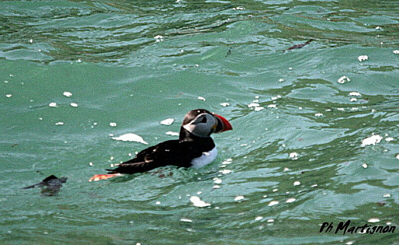 Atlantic Puffin, identification