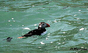 Atlantic Puffin