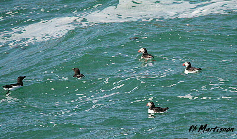 Atlantic Puffin, identification