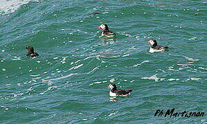 Atlantic Puffin