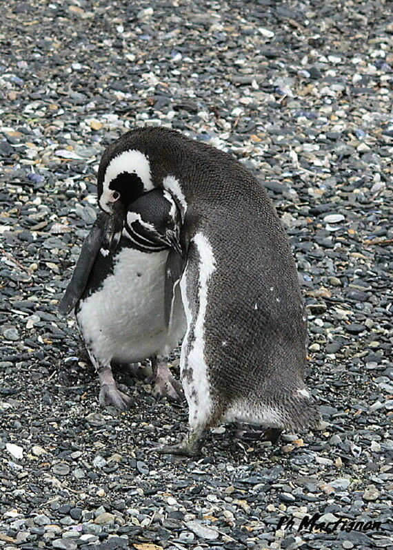 Magellanic Penguin