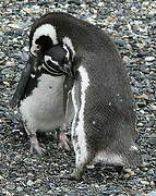 Magellanic Penguin