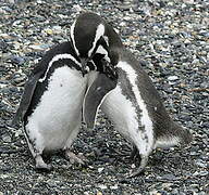 Magellanic Penguin