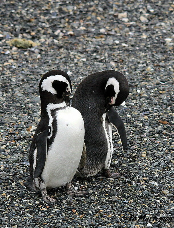 Magellanic Penguin