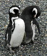 Magellanic Penguin