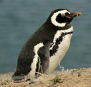 Magellanic Penguin