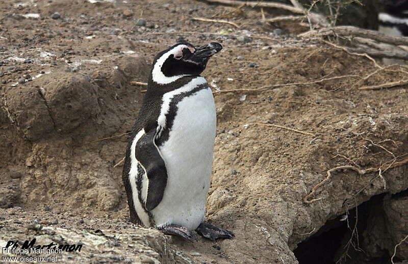 Magellanic Penguinadult, identification