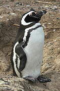 Magellanic Penguin