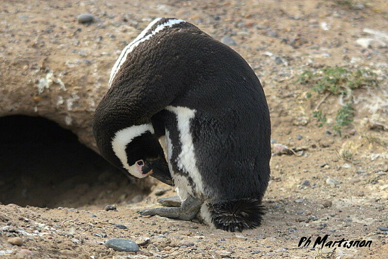 Magellanic Penguin