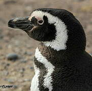 Magellanic Penguin